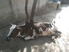 cow for Sale at cheap price