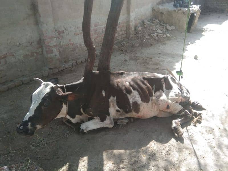 cow for Sale at cheap price 0