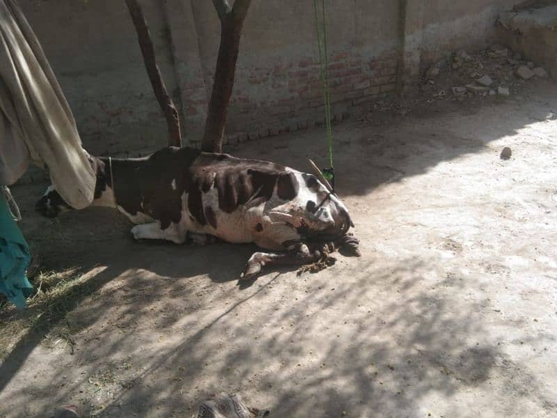 cow for Sale at cheap price 1