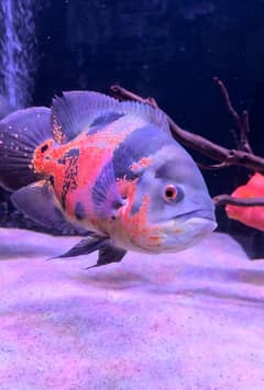 Oscar and parrot fish for sale