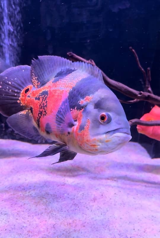 tiger oscar fish pair for sale 0