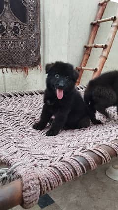 German shepherd puppies for sale