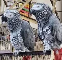 African grey parrot for O3O4 _O79_O437 my WhatsApp n