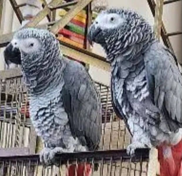 African grey parrot for O3O4 _O79_O437 my WhatsApp n 0