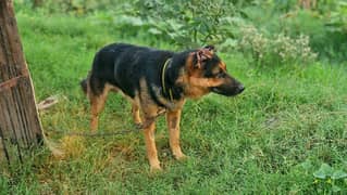 Exchange German shepherd Male | GSD Stud Male| GSD Male for Sale 0