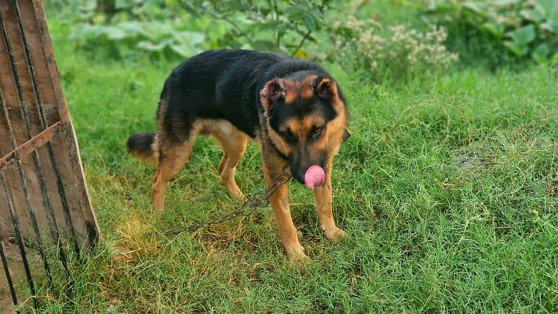 Exchange German shepherd Male | GSD Stud Male| GSD Male for Sale 2