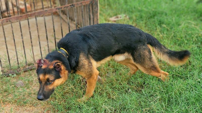 Exchange German shepherd Male | GSD Stud Male| GSD Male for Sale 3