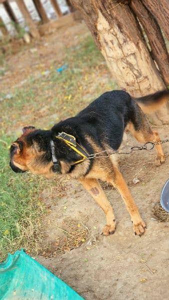 Exchange German shepherd Male | GSD Stud Male| GSD Male for Sale 5