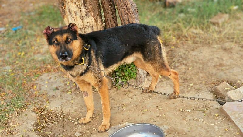 Exchange German shepherd Male | GSD Stud Male| GSD Male for Sale 6