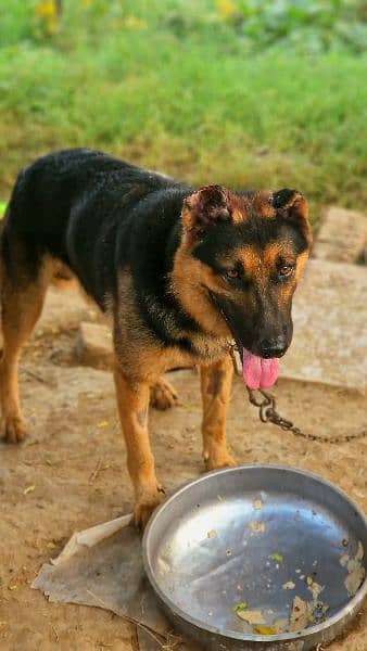 Exchange German shepherd Male | GSD Stud Male| GSD Male for Sale 8