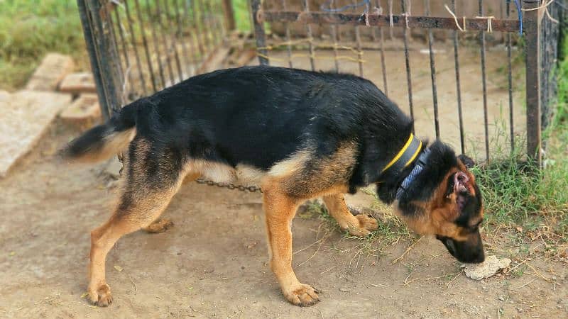 Exchange German shepherd Male | GSD Stud Male| GSD Male for Sale 9