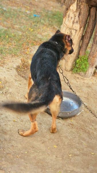 Exchange German shepherd Male | GSD Stud Male| GSD Male for Sale 10