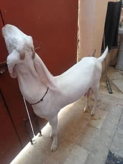 Bakri for sale.