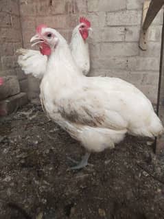 white Australorp / black Australorp