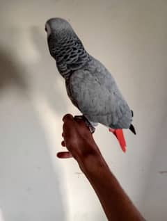 African grey parrot