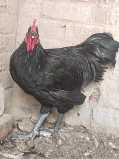 black Australorp