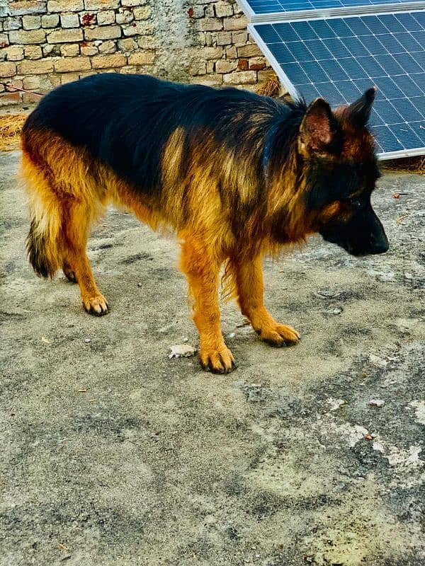 German shepherd long coat 1