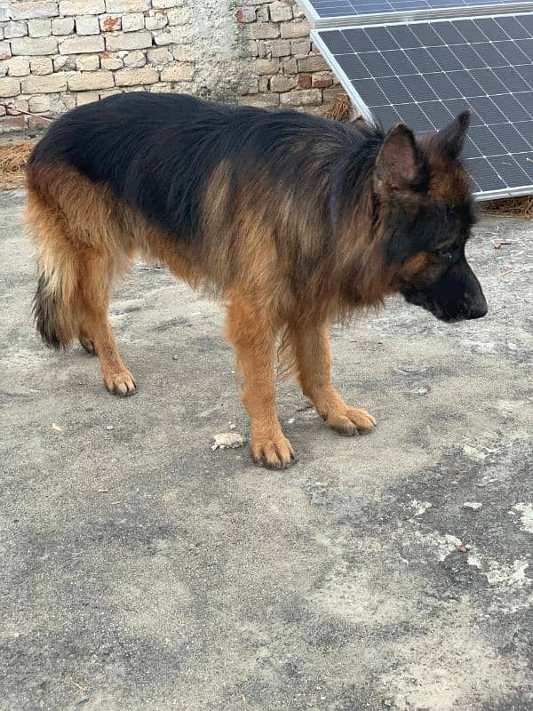 German shepherd long coat 2