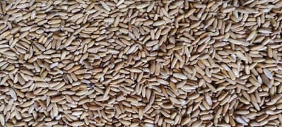 pine nuts (Hole sell) available in Pakistan