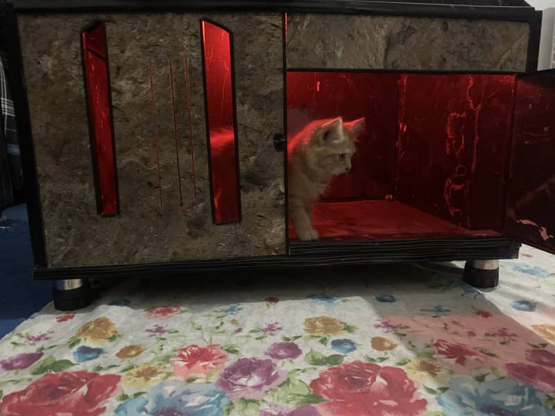 Cat house for sale 10