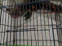 black mask yellow chest lovebird