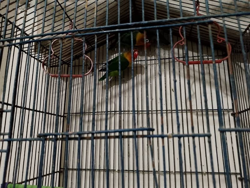 black mask yellow chest lovebird 3