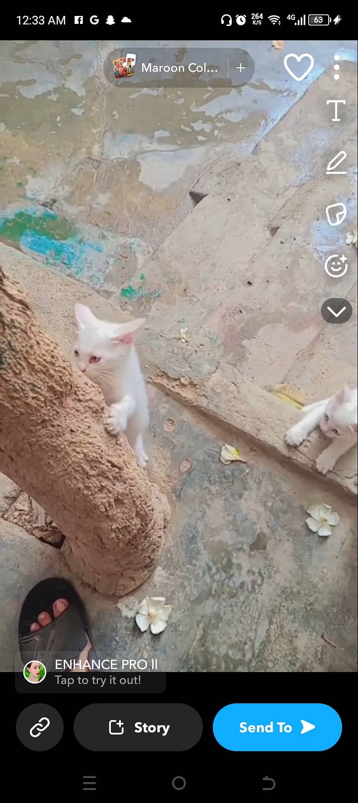 Cat lover contact only 6