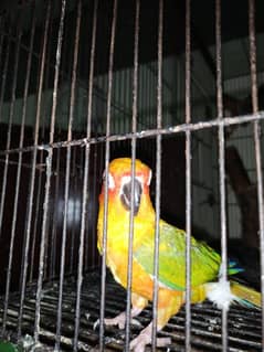 Sun conure Pair