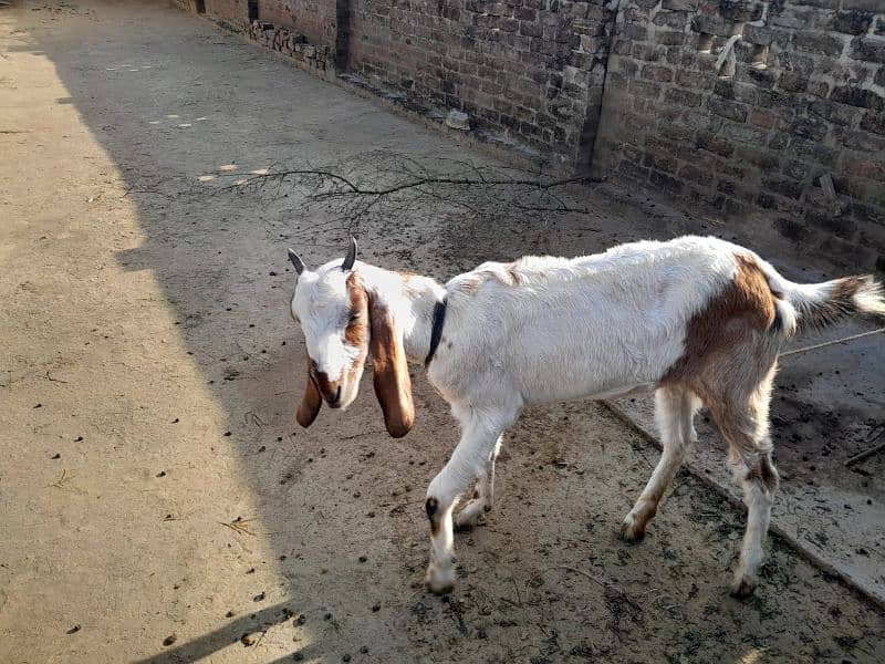 goat for sell 1