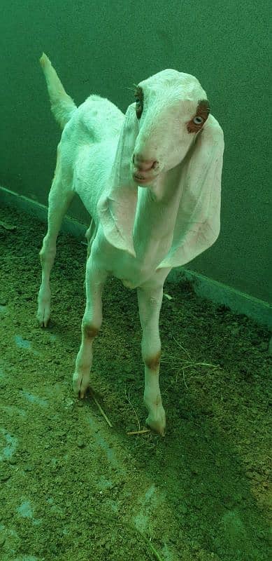 bakri or bachay 3