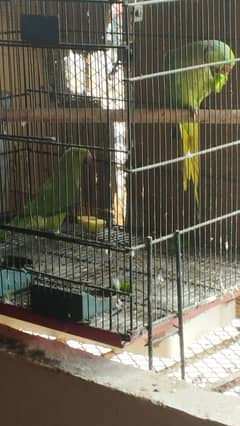 pair ringneck parrot with cage 2.5*2 and wooden box