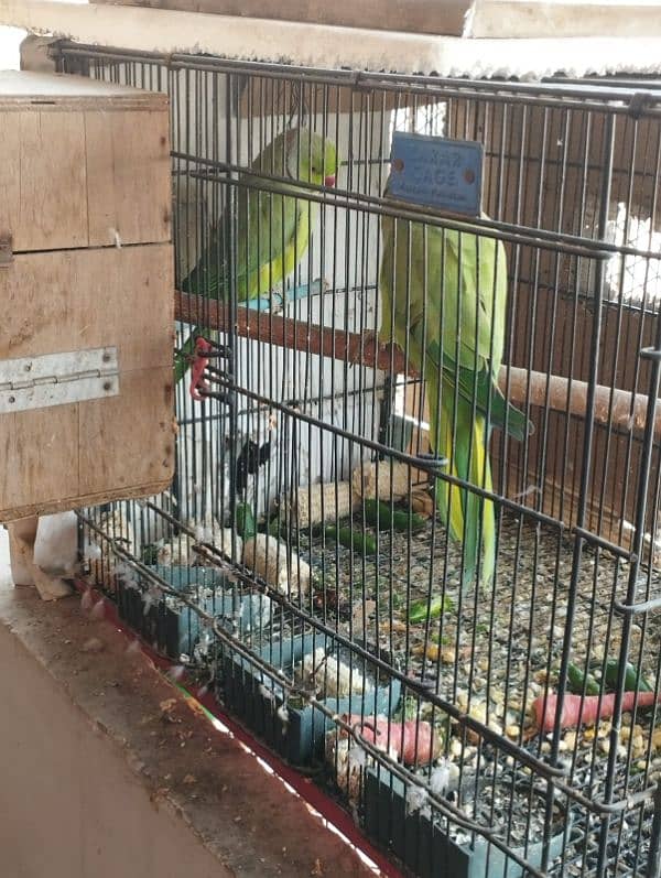 pair ringneck parrot with cage 2.5*2 and wooden box 2