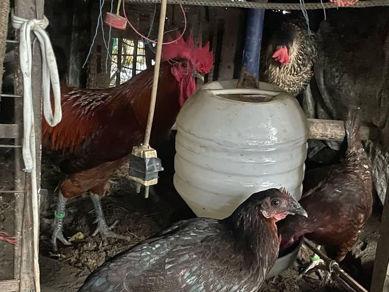 Desi Hens for sale 1