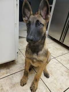 Balgium malinose male pup avalible for sale