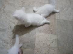 Turkish angora kittens