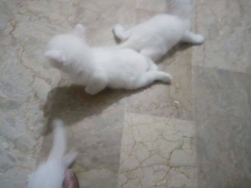 Turkish angora kittens 0