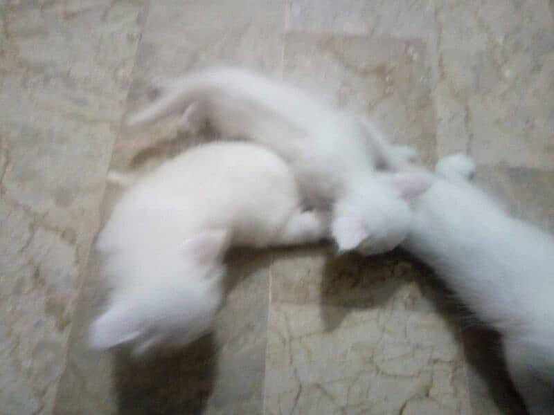 Turkish angora kittens 1