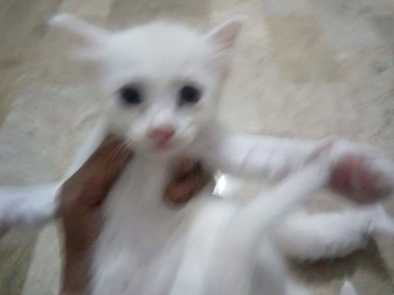 Turkish angora kittens 2