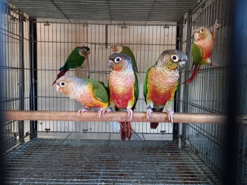 Red factor | conure pairs | parrot |birds 1