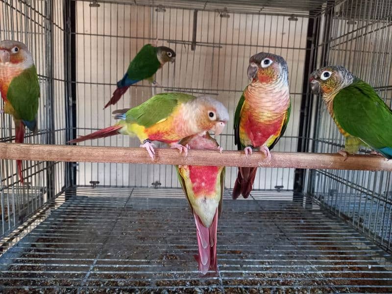 Red factor | conure pairs | parrot |birds 2