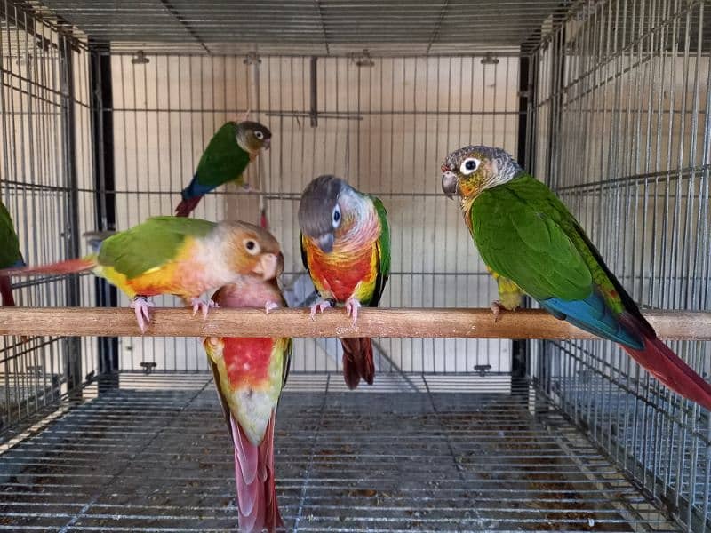 Red factor | conure pairs | parrot |birds 3