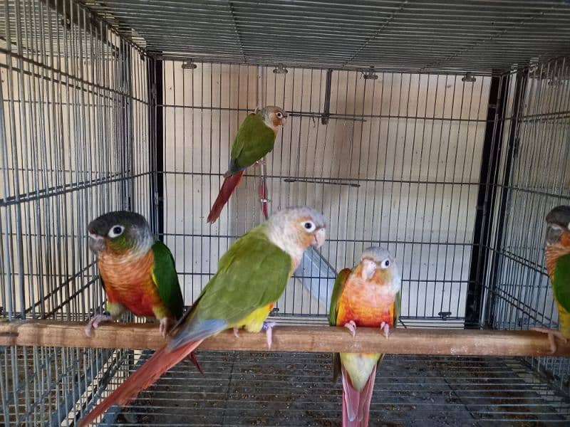 Red factor | conure pairs | parrot |birds 4