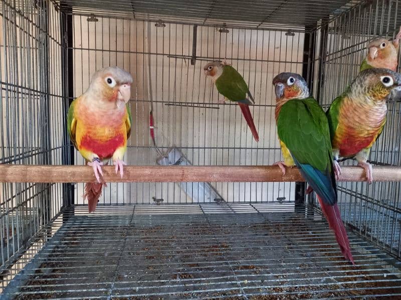 Red factor | conure pairs | parrot |birds 7