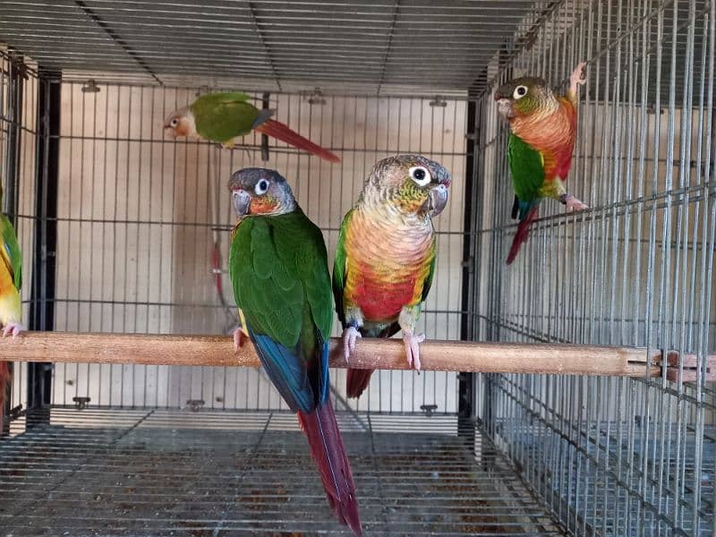 Red factor | conure pairs | parrot |birds 8