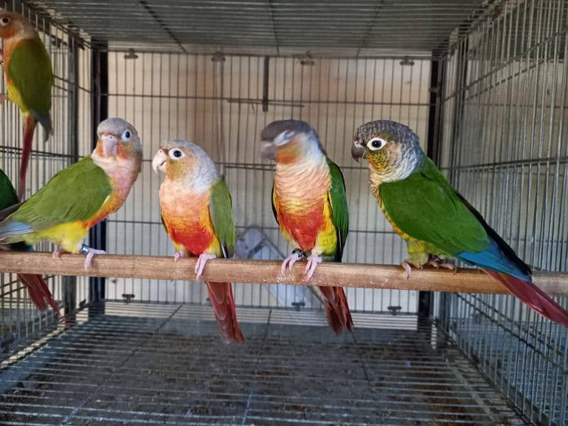 Red factor | conure pairs | parrot |birds 10