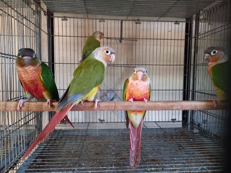 Red factor | conure pairs | parrot |birds 11