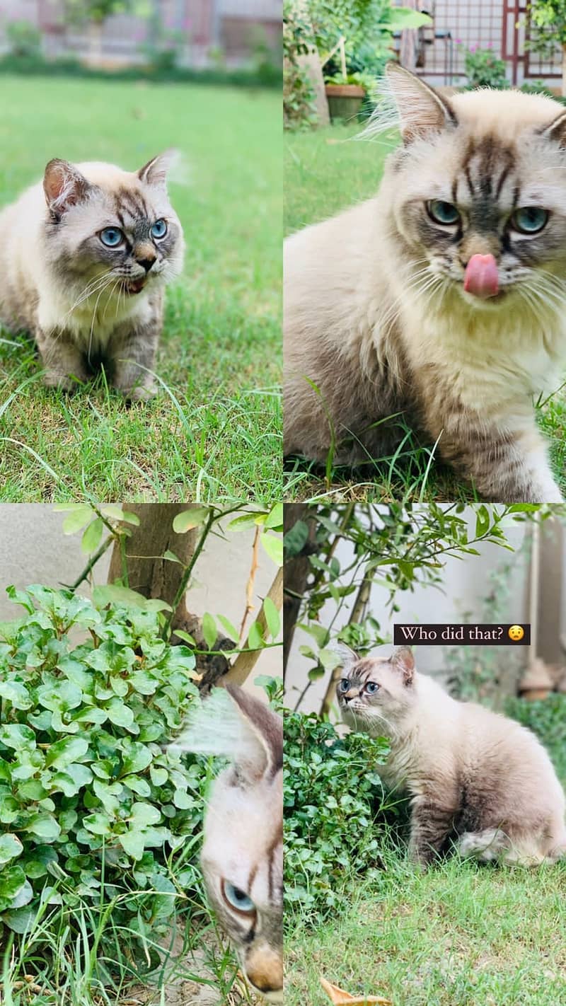 Himalayan male cat. . . vaccinated and neutered 2