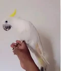 Cockatoo