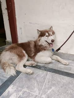 Siberian Husky