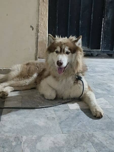 Siberian Husky 3